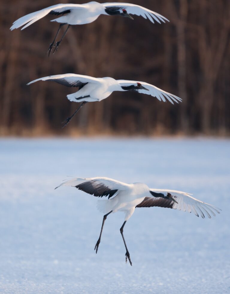 Japanese cranes, Hokkaido, Japan