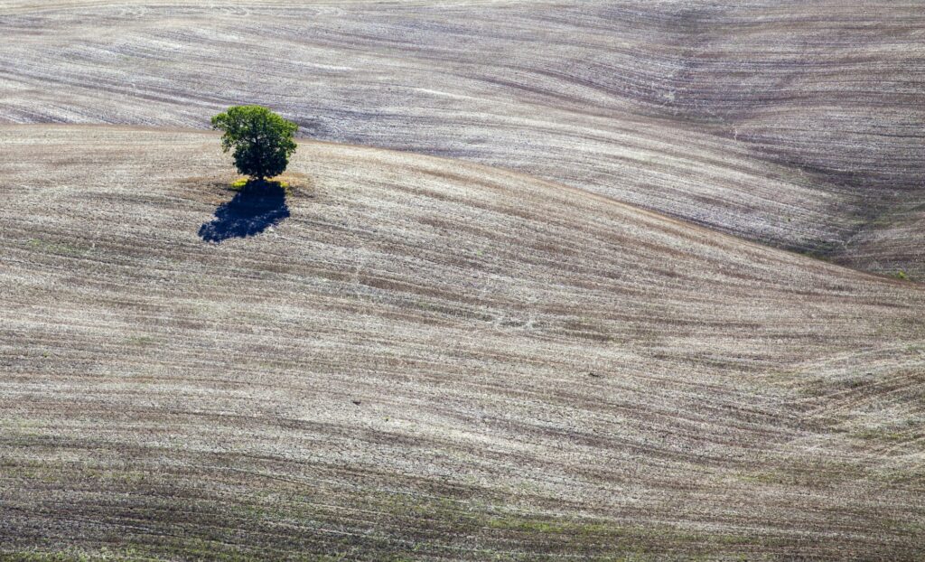 Lonely tree